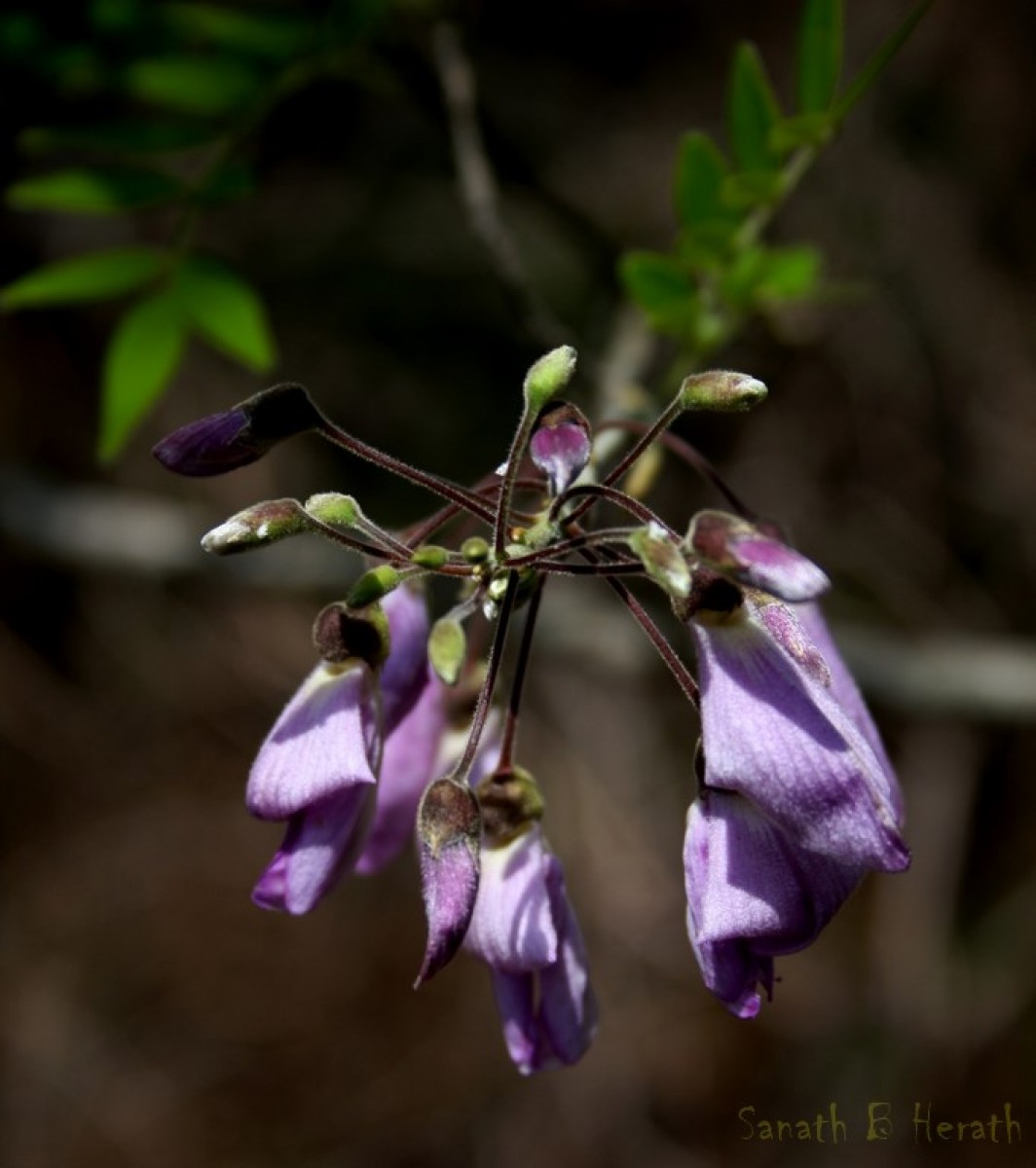 Mundulea sericea (Willd.) A.Chev.